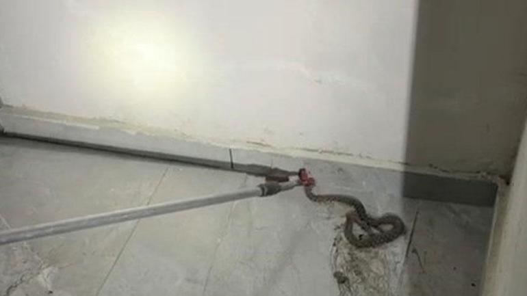 10 günde 8 yılan Kentte büyük panik: Otoparkta metrelerce uzunlukta...