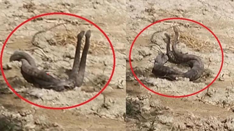 10 günde 8 yılan Kentte büyük panik: Otoparkta metrelerce uzunlukta...
