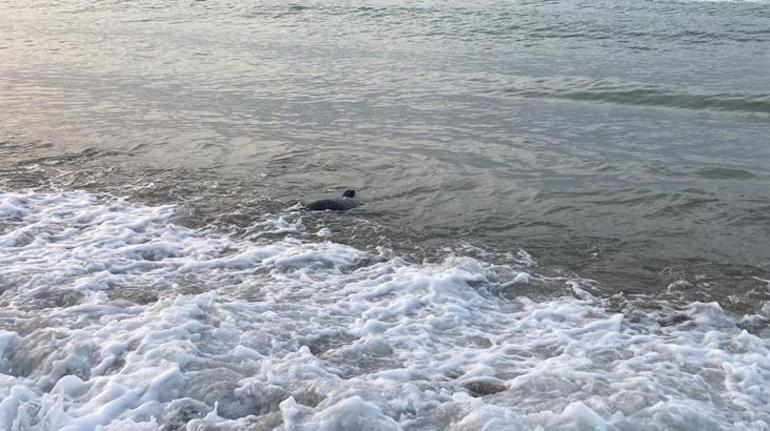 Plajda köpek balığı korkusu Sahil boşaltıldı gerçek ise bambaşka çıktı