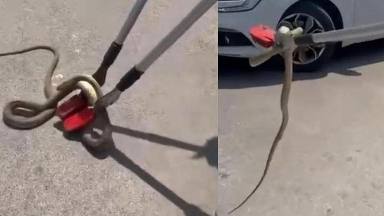 Yer: Erzincan 2 metre uzunluğundaki yılanla karşılaştılar
