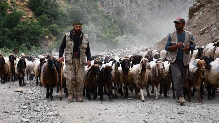 30 gündür yoldalardı ve yolculuk tamamlandı Tam 300 bin hayvan...
