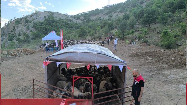 30 gündür yoldalardı ve yolculuk tamamlandı Tam 300 bin hayvan...