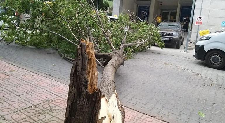 Fırtına kenti vurdu Otobüs durağı ve ağaçlar devrildi