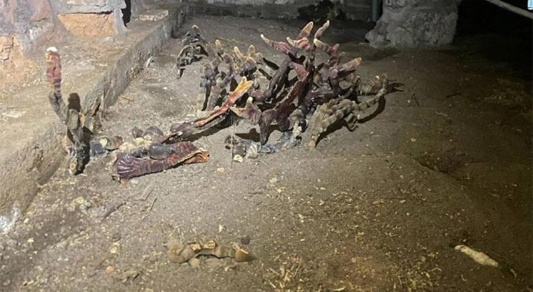 Zihni ele geçiren bitki korku saldı Gerçek çok başka çıktı