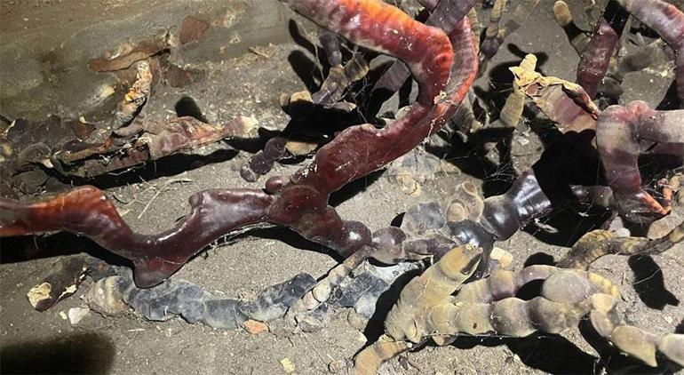 Zihni ele geçiren bitki korku saldı Gerçek çok başka çıktı
