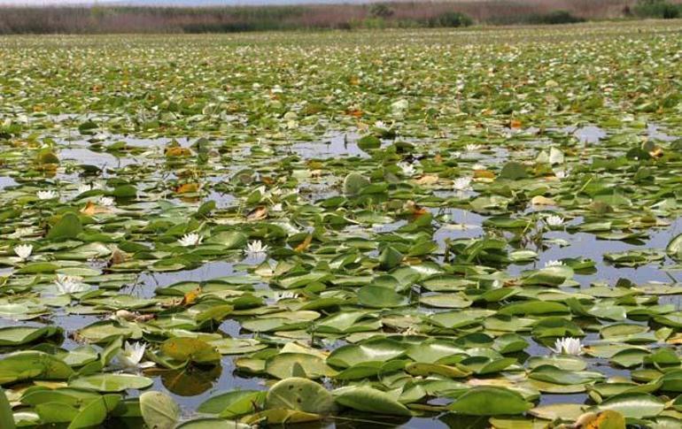 100 bin kişinin gelmesi bekleniyor: Geç keşfedilmiş hazine