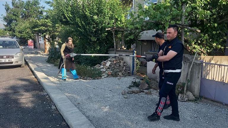 Yılanlar her yeri sardı Birçok kentte alarm