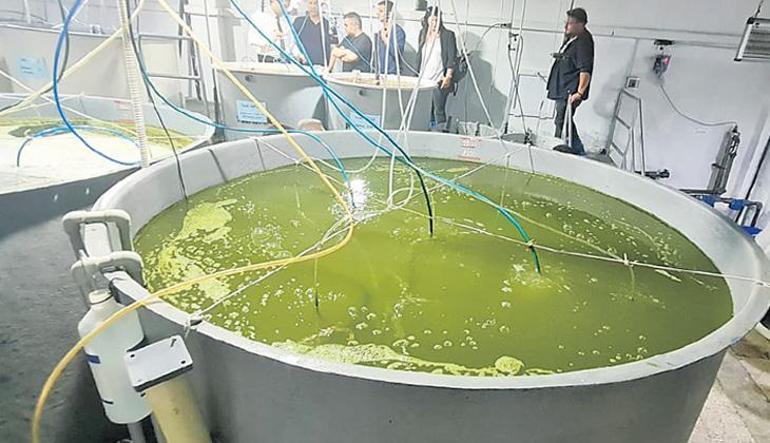 Afyon’dan dünyaya karides
