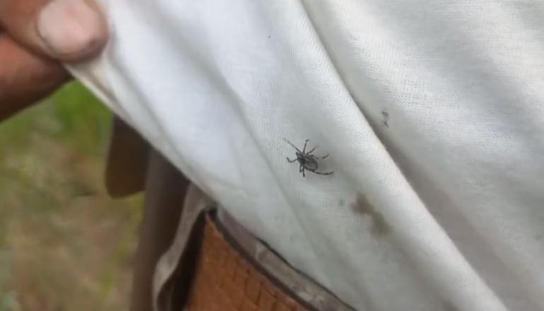 Kentte ürperten görüntü Keneler adeta kovaladı: Radarına girince kaçamıyorsun