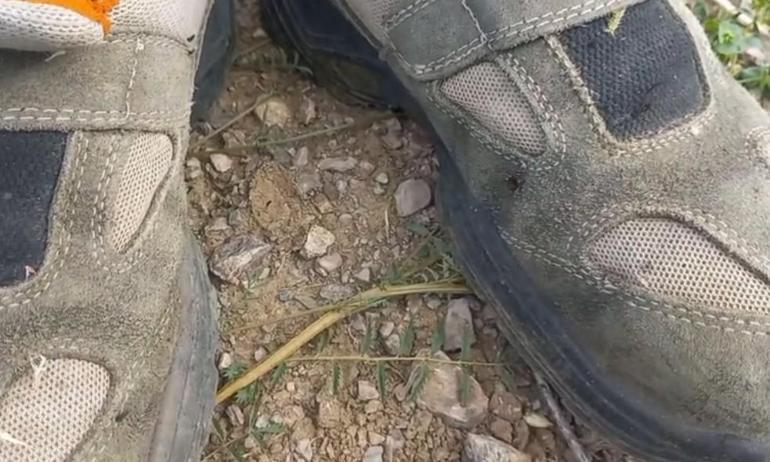 Kentte ürperten görüntü Keneler adeta kovaladı: Radarına girince kaçamıyorsun