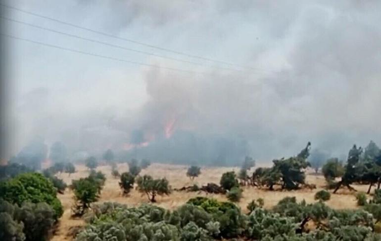 İzmirde orman yangını Havadan karadan müdahale