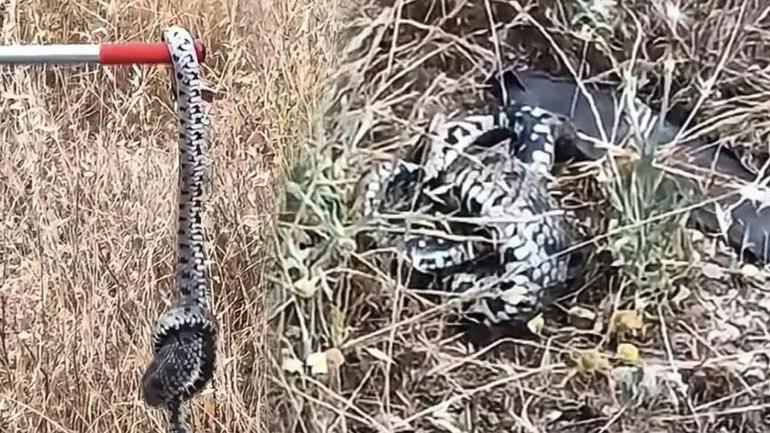 Kentte büyük panik Metrelerce uzunluktaki dev yılanı ağaçta fark etti