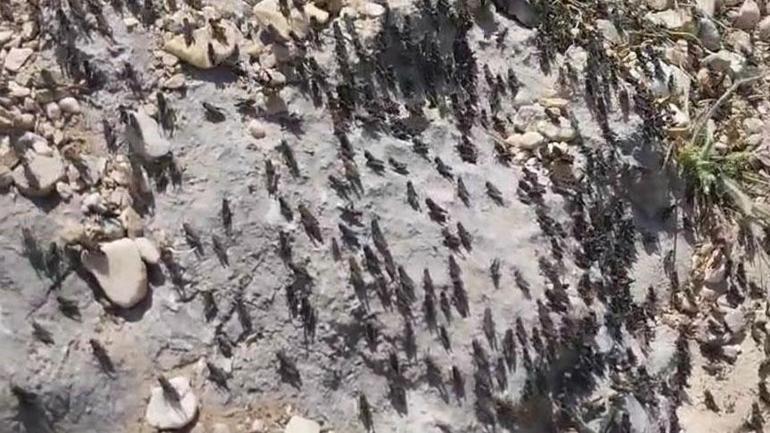 Yüzlercesi bir anda ortaya çıktı İki şehir istila edildi