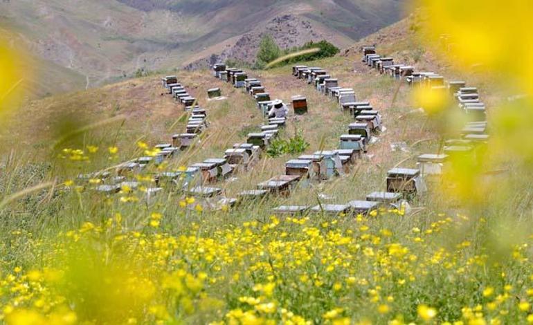 Aile mirası şimdi para kapısı oldu: Dededen babaya, babadan bize geçti