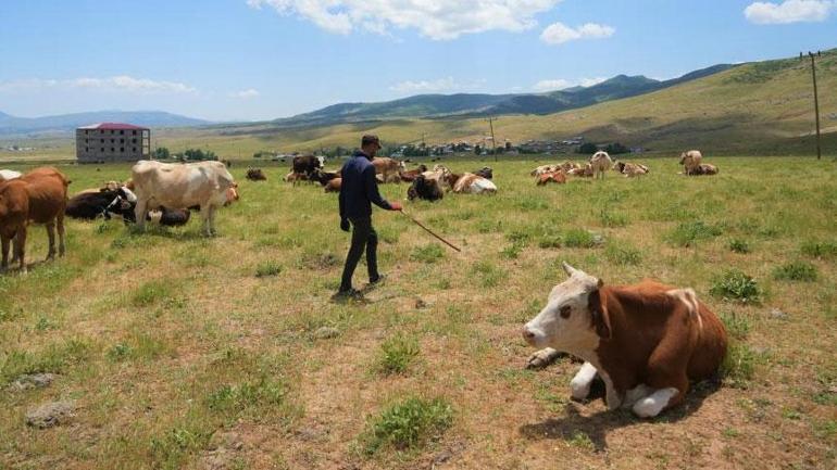 Çoban 1 milyon TL istedi Şaşkına dönen köylü çözümü böyle buldu