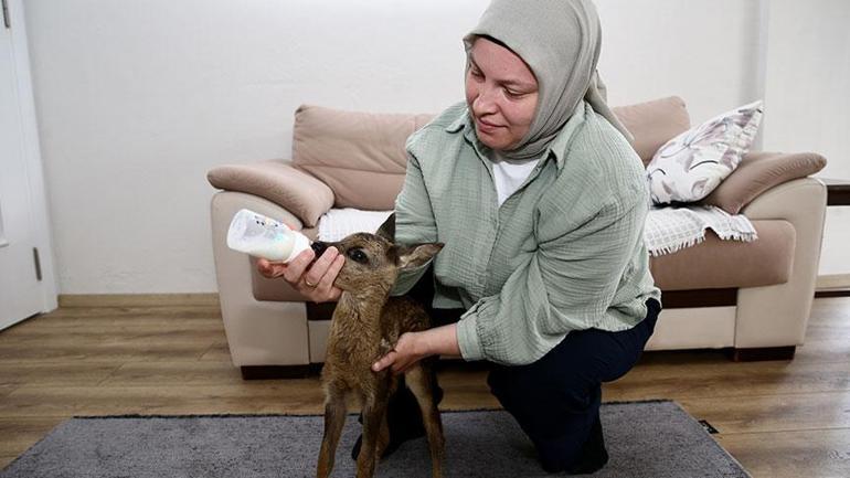 Elleriyle besliyor, çocuğu gibi bakıyor ‘Anne sütü ısısına gelene kadar bekletiyorum’