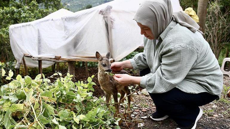 Elleriyle besliyor, çocuğu gibi bakıyor ‘Anne sütü ısısına gelene kadar bekletiyorum’