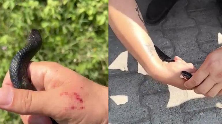 Hatayda şoke eden olay Zararsız, öldürmeyin dediği yılan tarafından ısırıldı