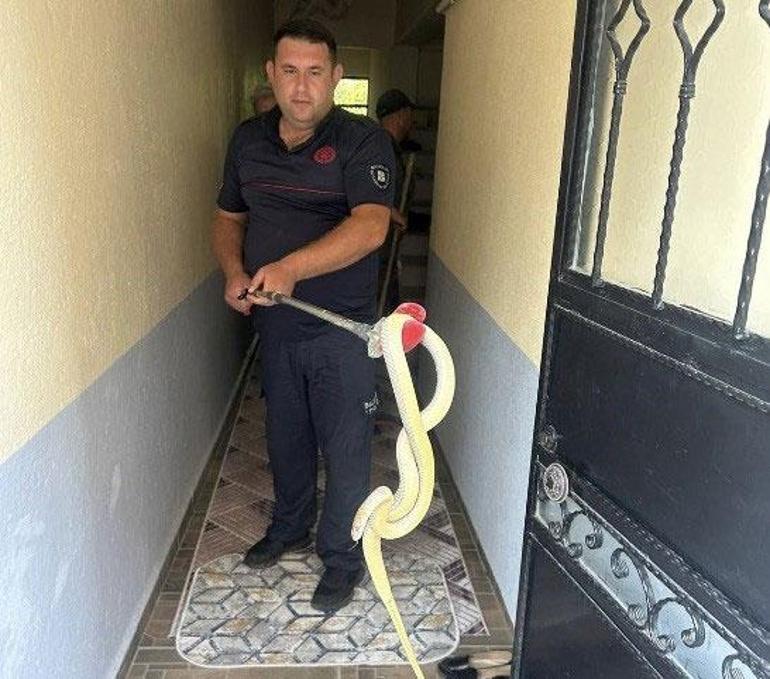 Hatayda şoke eden olay Zararsız, öldürmeyin dediği yılan tarafından ısırıldı