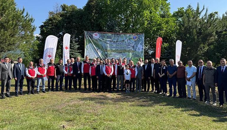 Orduda doğaya 245 bin samuray arısı salınacak