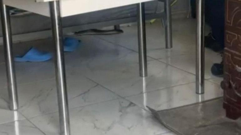 İstanbul’da yılan istilası Ev, araç ve iş yerlerini bastılar: İşte en riskli 7 ilçe...