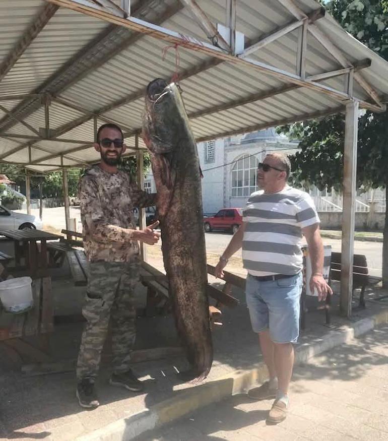 Meriç Nehrinde 80 kilogramlık yayın balığı yakalandı Meriç Nehrinde yakalanan dev Kem