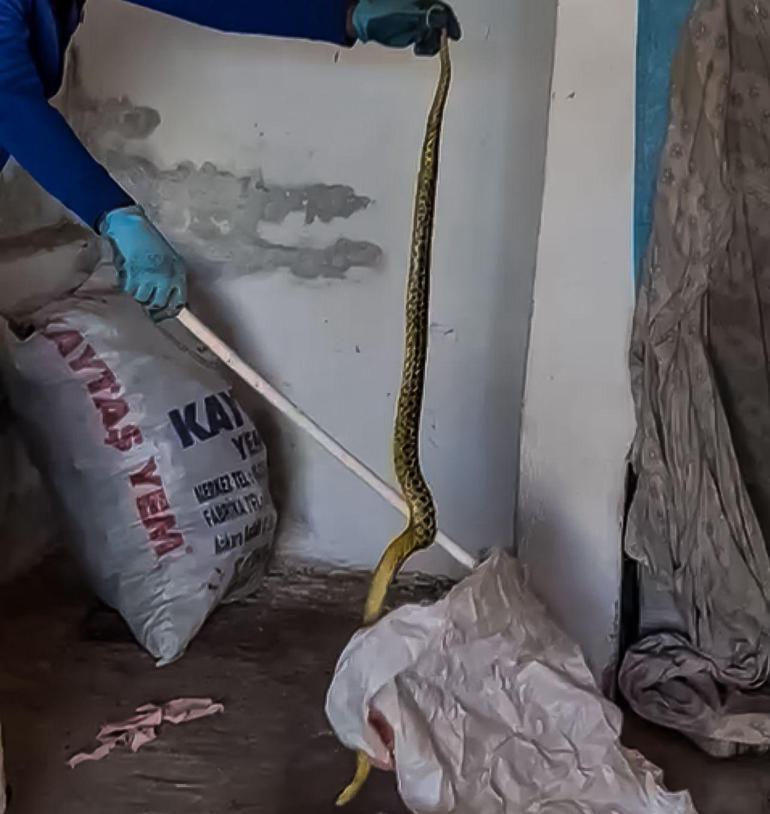 Köyün cesur kahramanı Adı ’yılan avcısı’ oldu