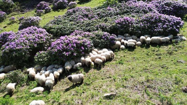 Öğretmenin hobisi hayatını değişitirdi Görüntüler yayınlanınca ünlü oldu