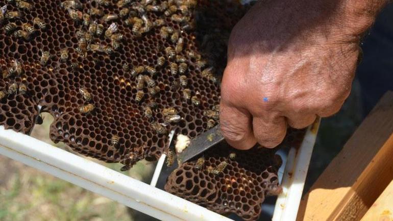 30 sene önce hobi olarak başladı, şimdi paraya para demiyor Buranın çevresi çok verimli