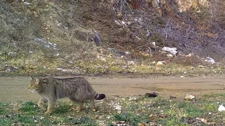 Nesli tehlike altında Fotokapana yakalandı: Şimdi keyif zamanı