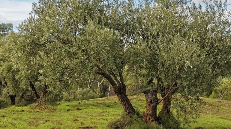 YEKÜD’den maden yasası açıklaması: Zeytin ağaçları kesilmeden taşınacak