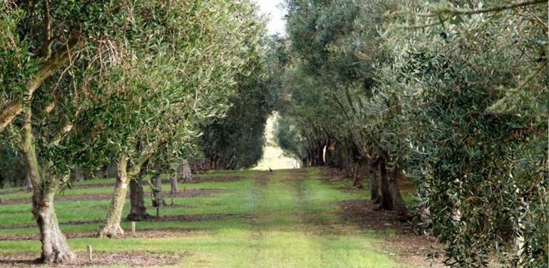 YEKÜD’den maden yasası açıklaması: Zeytin ağaçları kesilmeden taşınacak