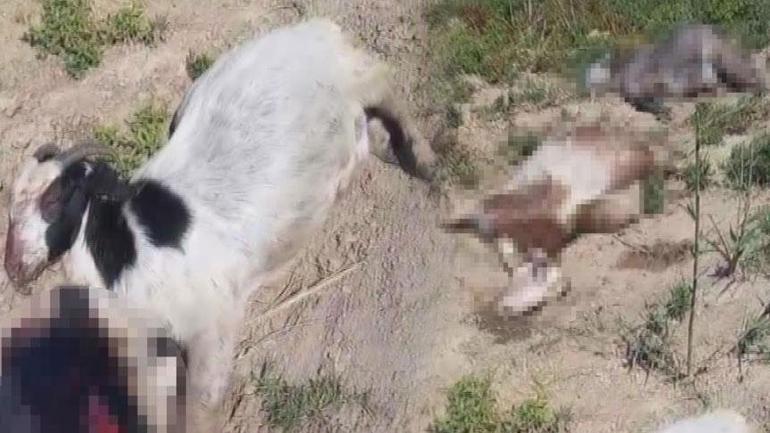 Hatay’da şoke eden olay Dereden su içtiler, 15 dakika sonra hepsi can verdiler