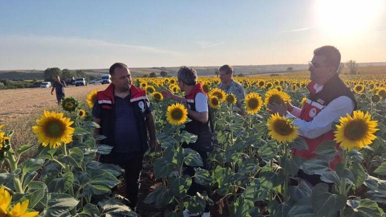 6864db68c4317961fa3ff231 Tekirdağ’ı istila ettiler! Kentteki büyük felaket 15 gün önce başladı