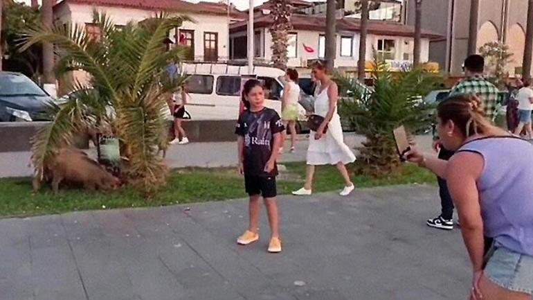 Şok eden manzara Yaban domuzu sürüsü, ilçe merkezine indi