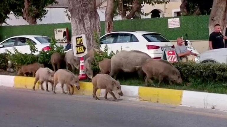 Şok eden manzara Yaban domuzu sürüsü, ilçe merkezine indi