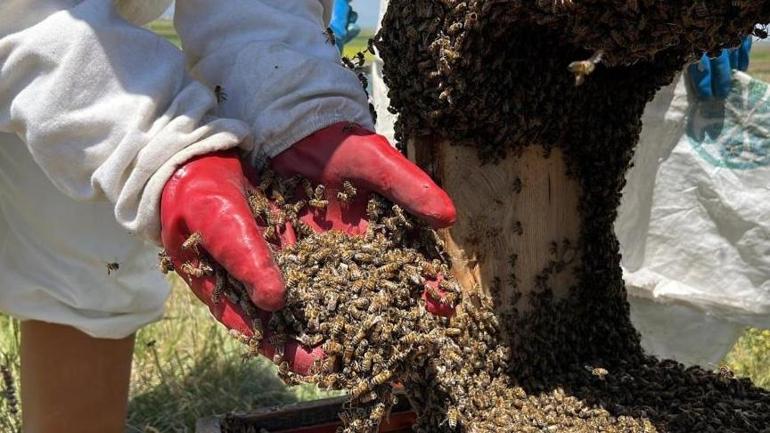 Öğretmen, esnaf ve sağlıkçı ortak oldu Piknik yapar gibi çalışıp zengin oldular