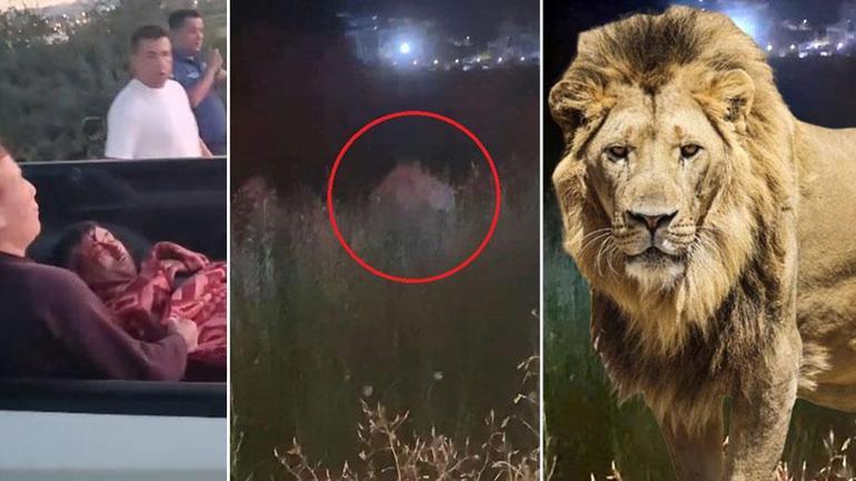 686a33ca407805e46c0384be Antalya'da aslan saldırısı! Kafesinden kaçtı, bir kişiyi ağır yaraladı