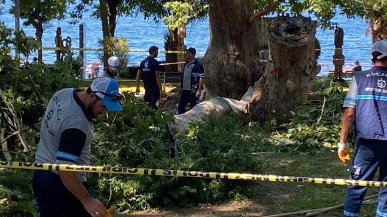 Korkunç olay Ağacın kopan dev dalı insanların üzerine düştü
