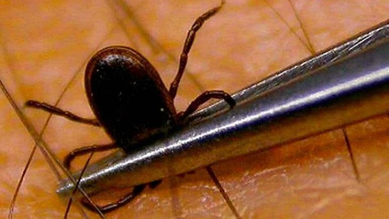 Keneler Anadoludan sonra şimdi de İstanbul ve İzmir’de Sıcaklık arttı risk büyüdü