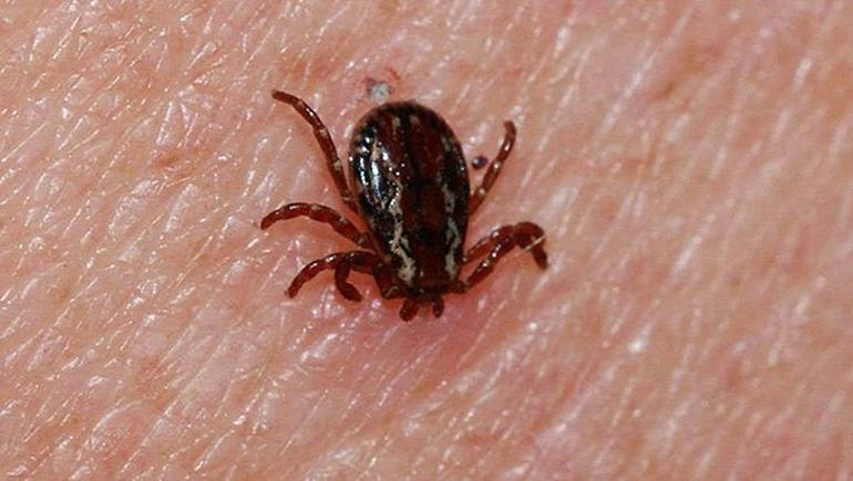 Keneler Anadoludan sonra şimdi de İstanbul ve İzmir’de Sıcaklık arttı risk büyüdü