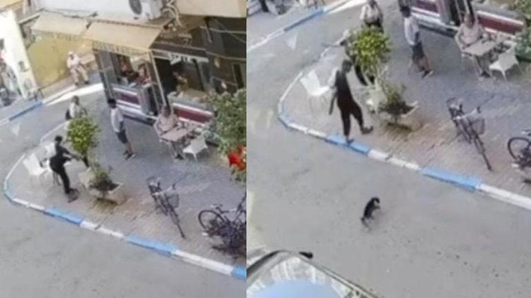 2 kentte vahşet Biri hamile kediyi yere fırlattı, diğeri defalarca tekmeledi