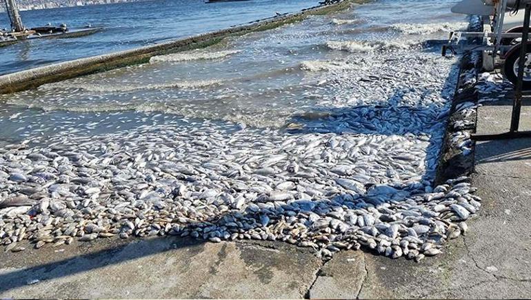 İzmir Körfezi alarm veriyor Uzmanı uyardı: Balık ölümleri kapıda