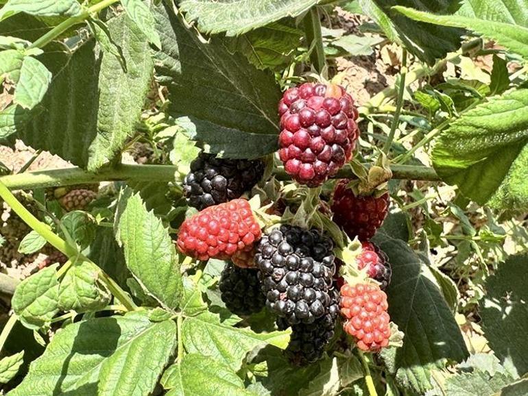 Siirt'te yüksek rakımda deneme üretimi yapılan böğürtlen olumlu sonuç verdi