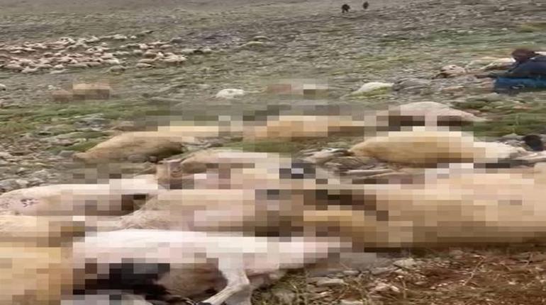 6877f4b8407805e46c03b68c Tunceli'de feci olay! Yaylaya yıldırım düştü, 200 küçükbaş öldü