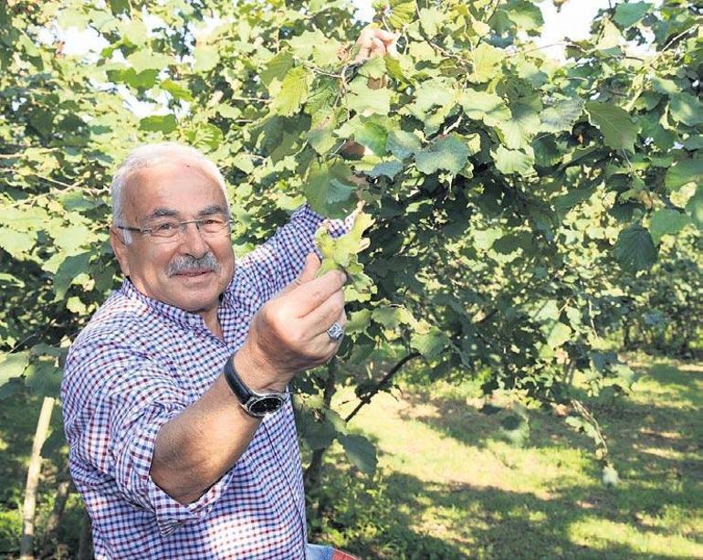 Başkanın fındık savaşı