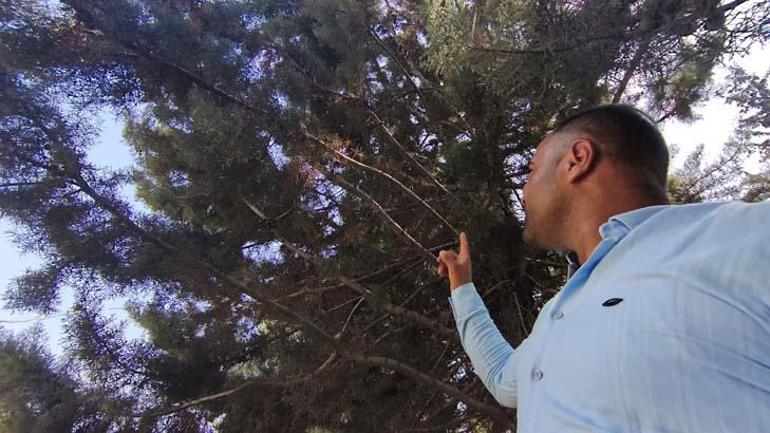 Devasa yılanın beslenme saati: Ağaçtan gelen tuhaf sesle irkildi, manzara dehşete düşürdü