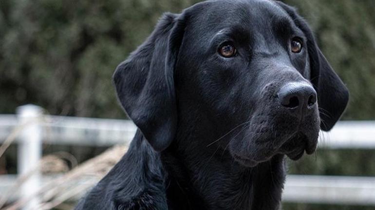 687cc309280d2d4b642c60ec SON DAKİKA KÖPEK VE SAĞLIK HABERLERİ: EĞİTİLMİŞ KÖPEKLER PARKINSON HASTALIĞINI %98 ORANINDA TEŞHİS EDEBİLİYOR!