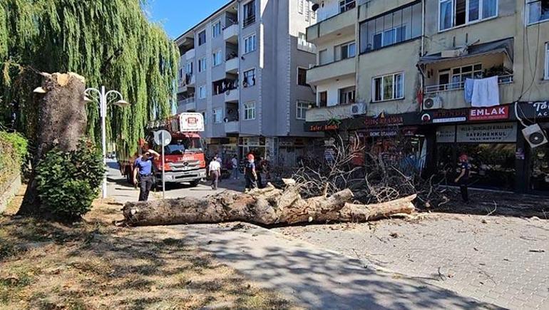 6883940bba1ad627b368f39d Asırlık çınar ağacı apartmanın üzerine devrildi