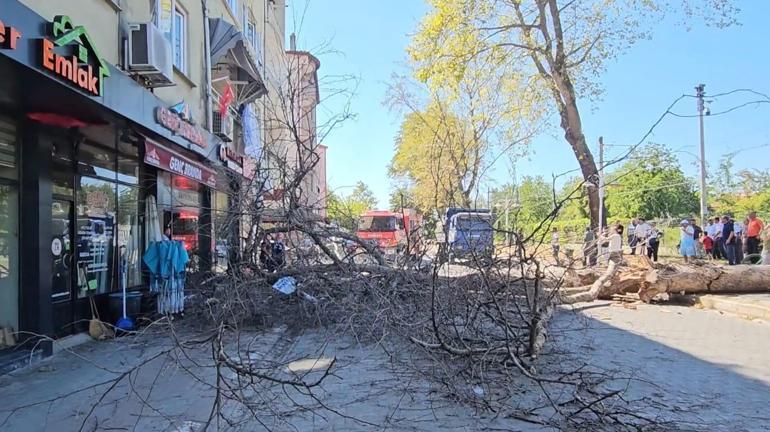 68839416ba1ad627b368f3a6 Asırlık çınar ağacı apartmanın üzerine devrildi